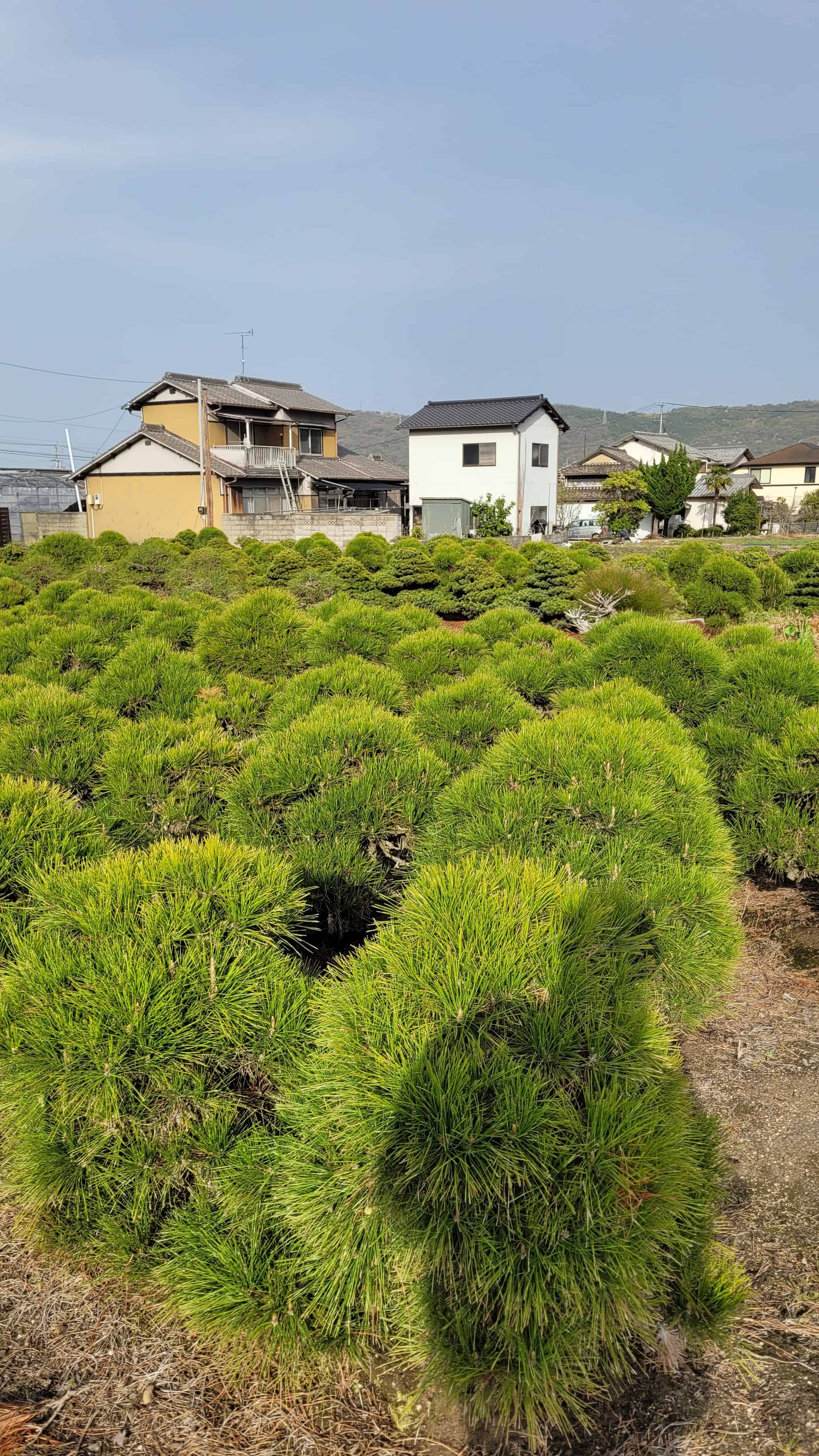 A growing bonsai tree from yoseien in Japan